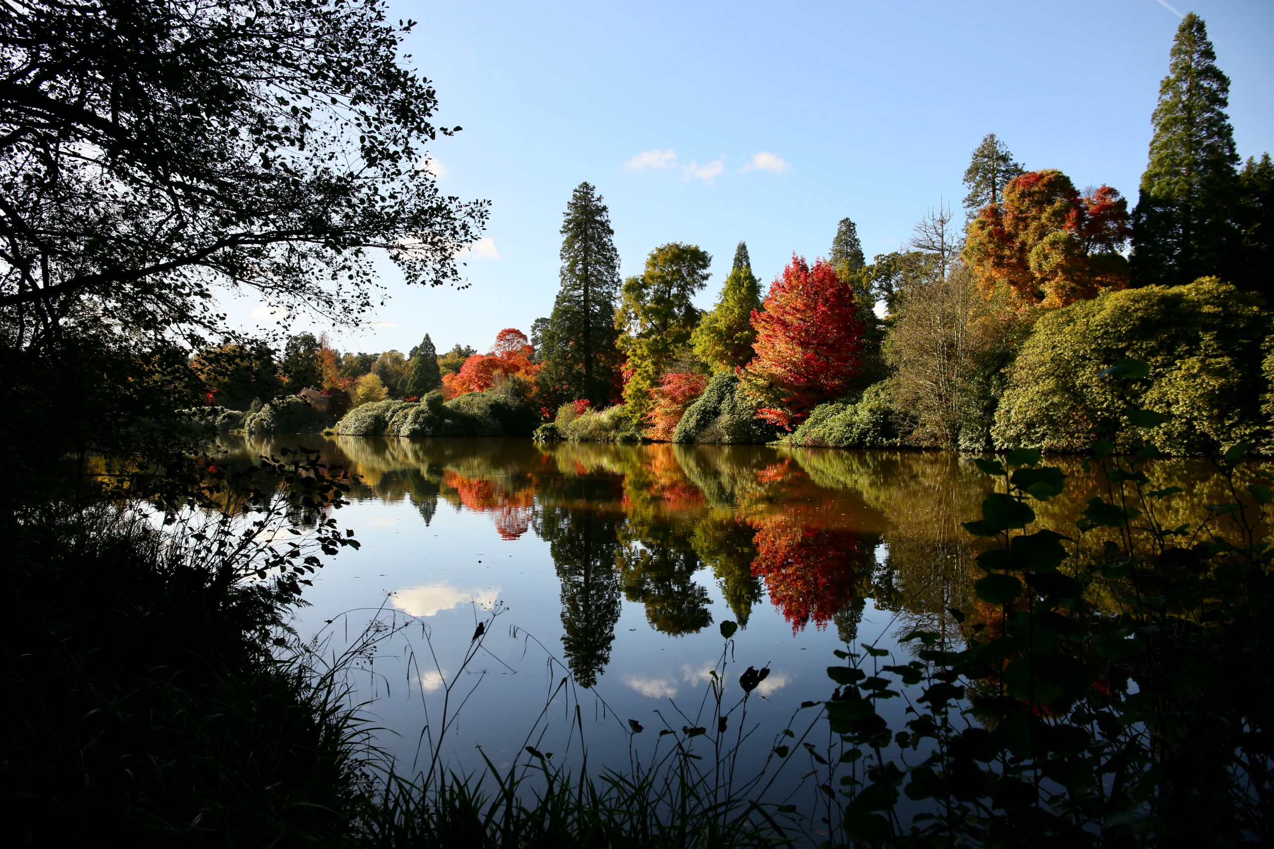 Autumn trees in Sussex